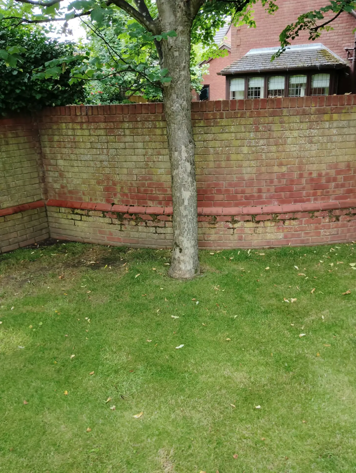 Garden brick wall covered in algae and moss growth before treatment
